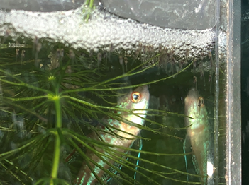 正在照顧仔魚的短攀鱸雄魚
