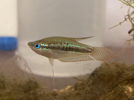 成熟之短攀鱸母魚