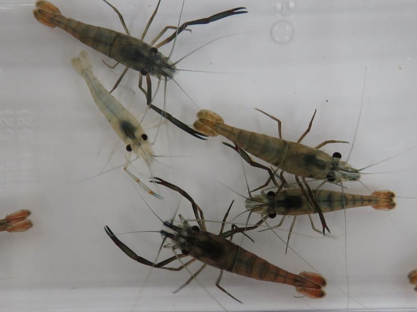 圖1色彩多樣的粗糙沼蝦成蝦