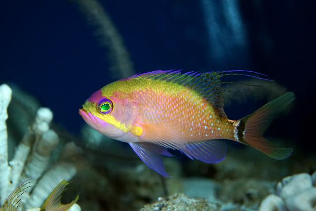 沖繩美麗海水族館展示之活體紅衣齒花鮨