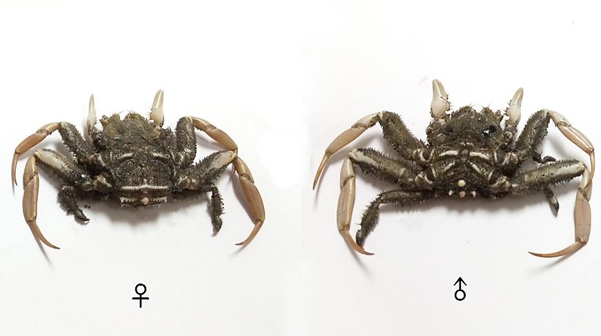 四齒關公蟹的腹甲面
