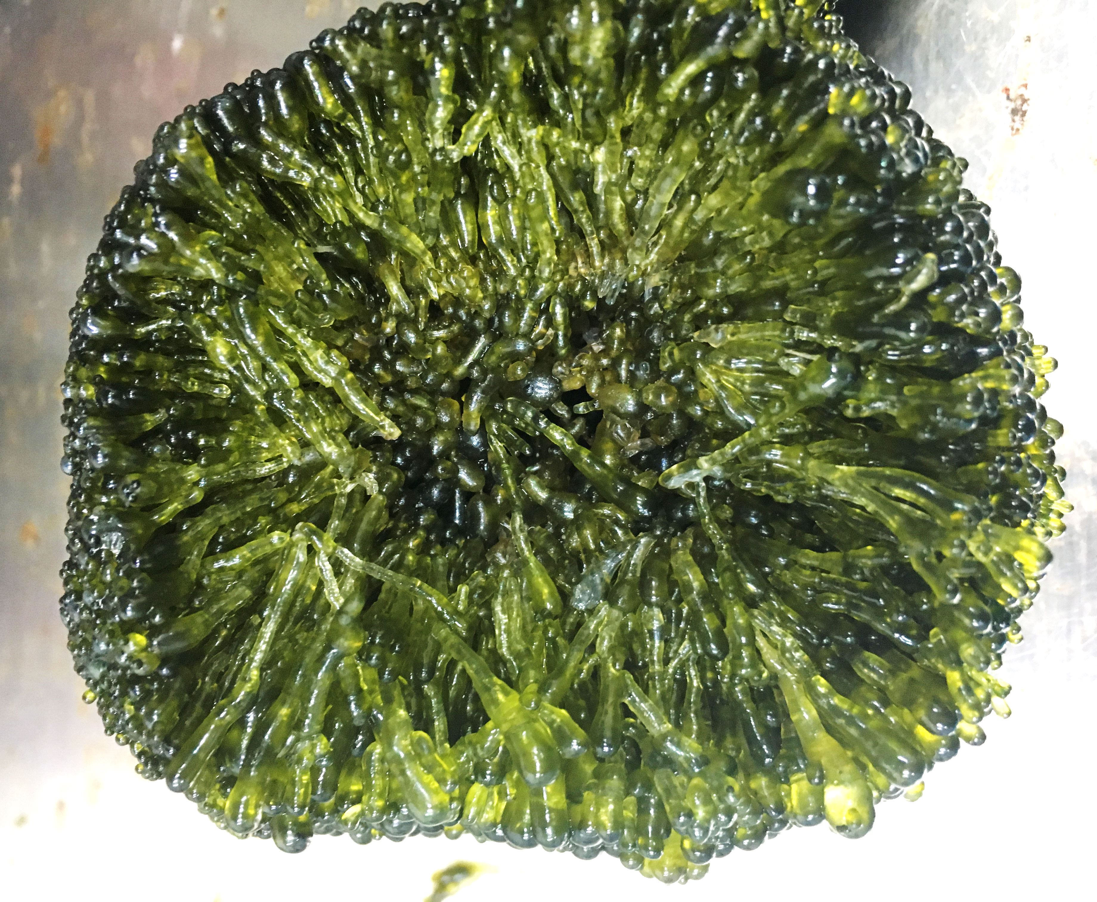 法囊藻撥開後之樣貌