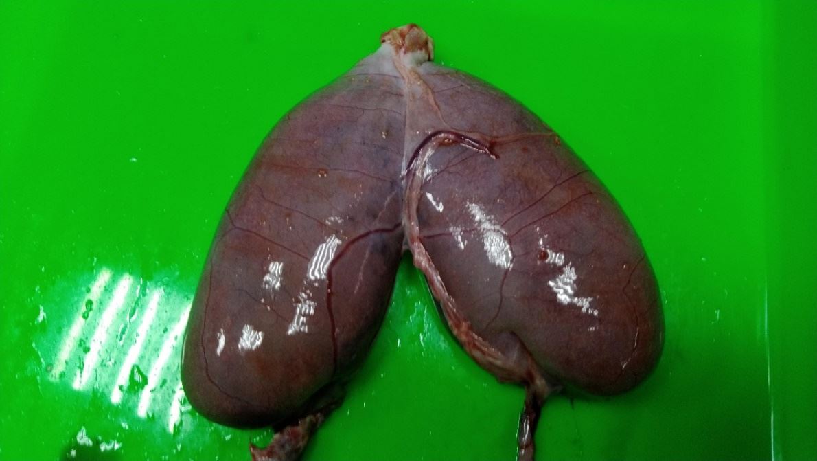 圖4、三色石狗公成熟卵巢