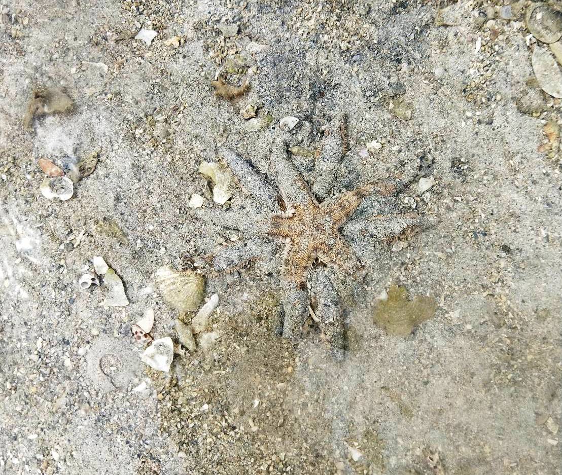 行假交配的飛白楓海星