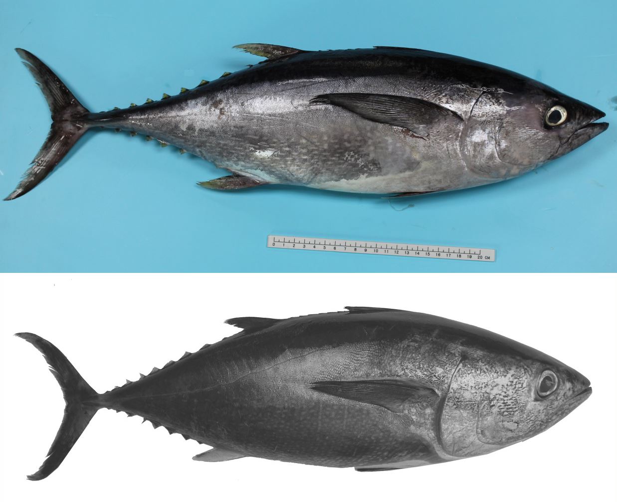 圖1、長腰鮪腹部有排列呈水平狀且沒有明顯方向性的銀白色斑點（上）；黑鮪腹部無斑點花紋且胸鰭長度不及第二背鰭(下)