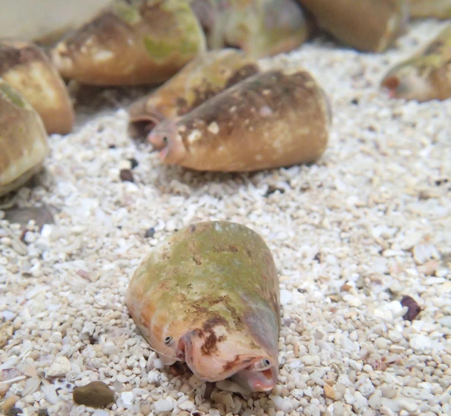 紅嬌鳳凰螺(Strombus luhuanus)