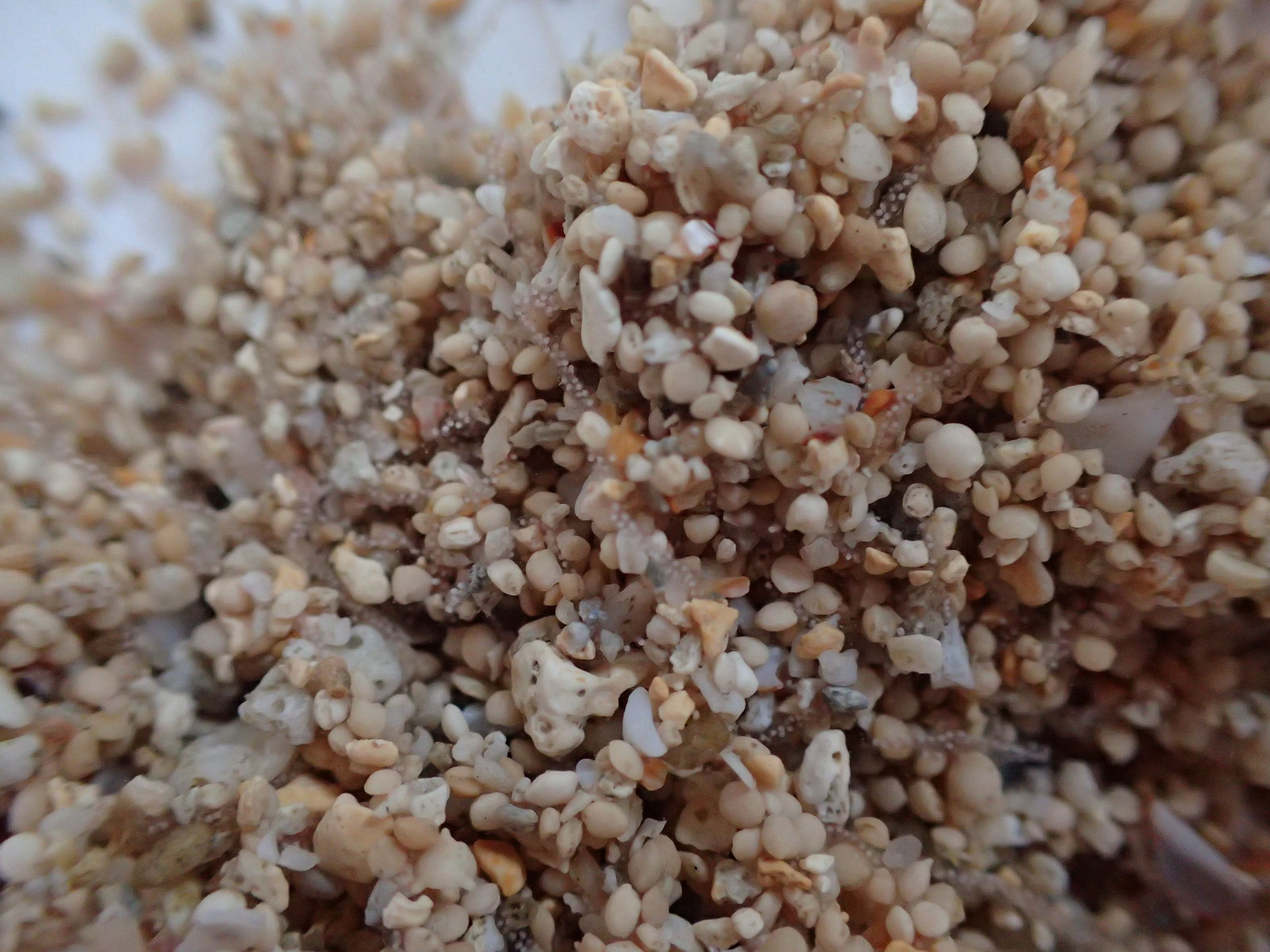 圖3水字螺將卵線產於沙中並包裹成沙團