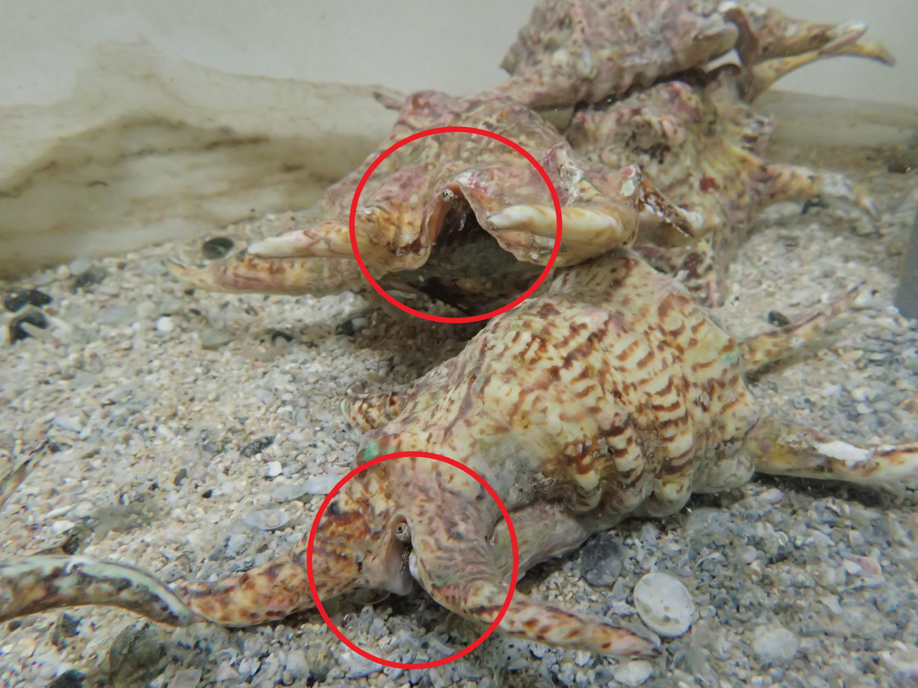 圖1鳳凰螺科最明顯的特徵