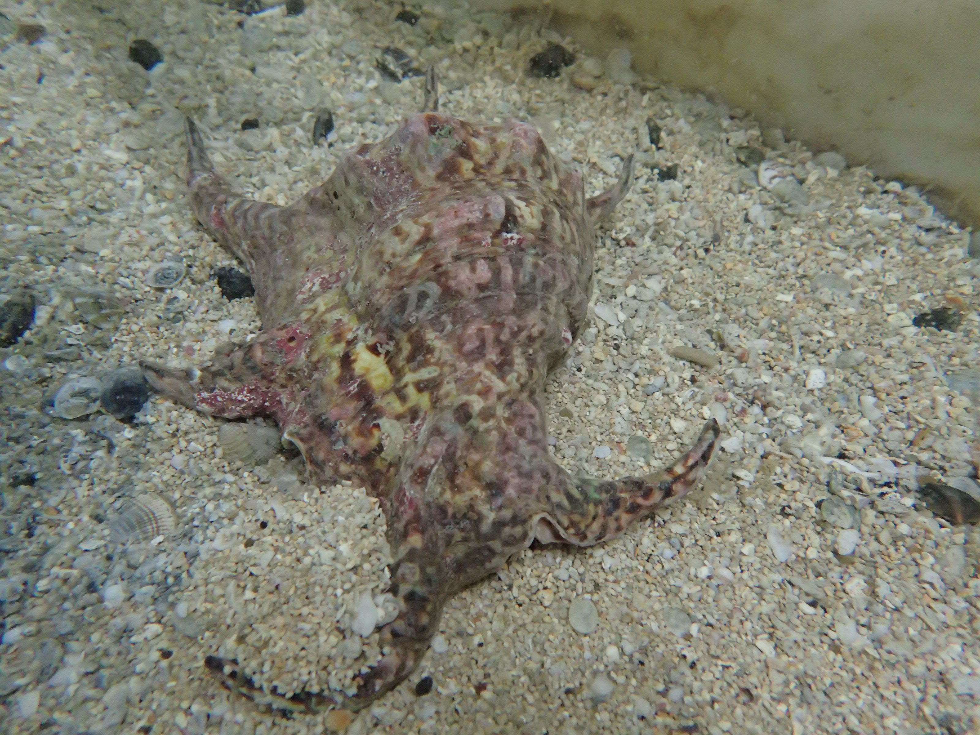 圖2水字螺種螺發達彎曲的中空棘管造就特殊外型