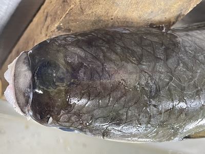 圖2、從背側可看到豐滿的上唇及白色的乳頭狀突起物