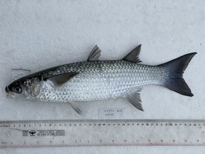 圖1、粒唇鯔從外觀上就可以看到豐厚的嘴唇