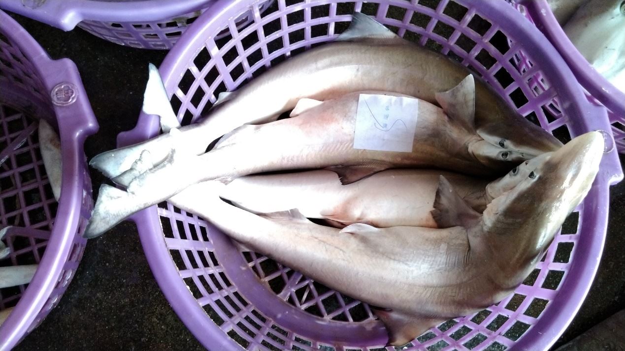 圖2苗栗龍鳳漁港拍賣的寬尾斜齒鯊