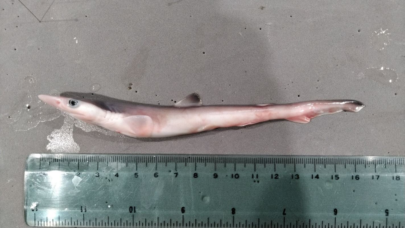 圖3幼鯊近照外觀與親魚相同