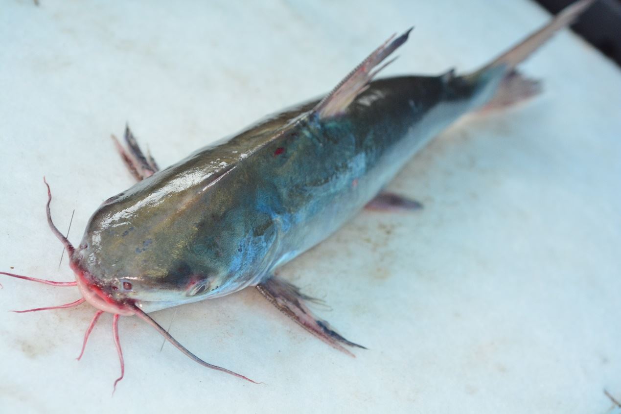 圖1、海鯰科成員背鰭、胸鰭共有3根硬棘，乍看神似賓士車商標，因此有”賓士魚”的暱稱（圖為內爾哲囊海鯰）