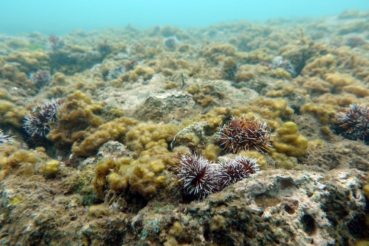 圖3、大面積的囊藻藻床可供白棘三列海膽放流（澎湖姑婆嶼·水深2 m）。