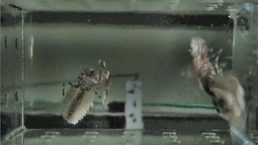 圖4-2、尾部向上翻轉360?