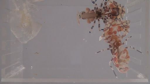 圖3-1、雌蝦 (右下) 產卵前腹部顏色較淡 (由下往上拍)