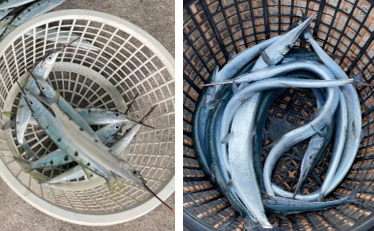 圖3、斑鱵（左）與鶴鱵（右）因名稱相似，在市場上常被搞混，但事實上兩者無論體型或外觀均大不相同