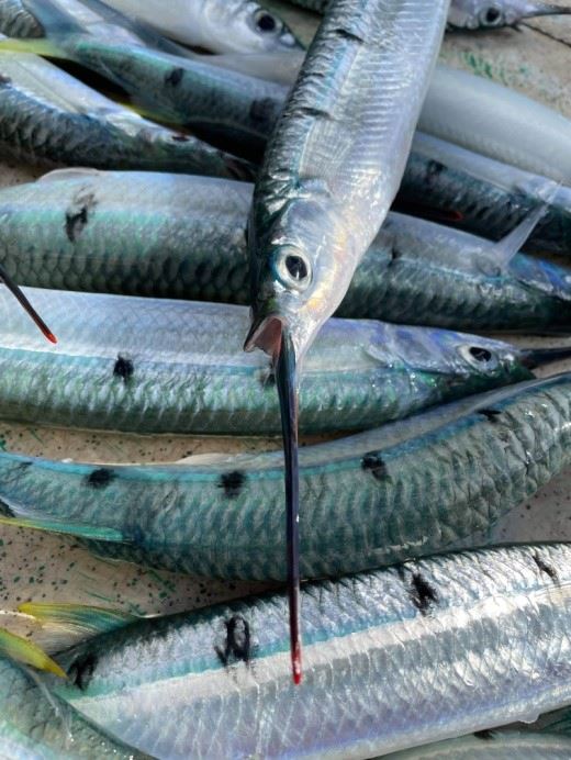 圖1、斑鱵具有戽斗般黑色長下頜，尾端有一抹彷如塗抹了口紅般的橘紅色