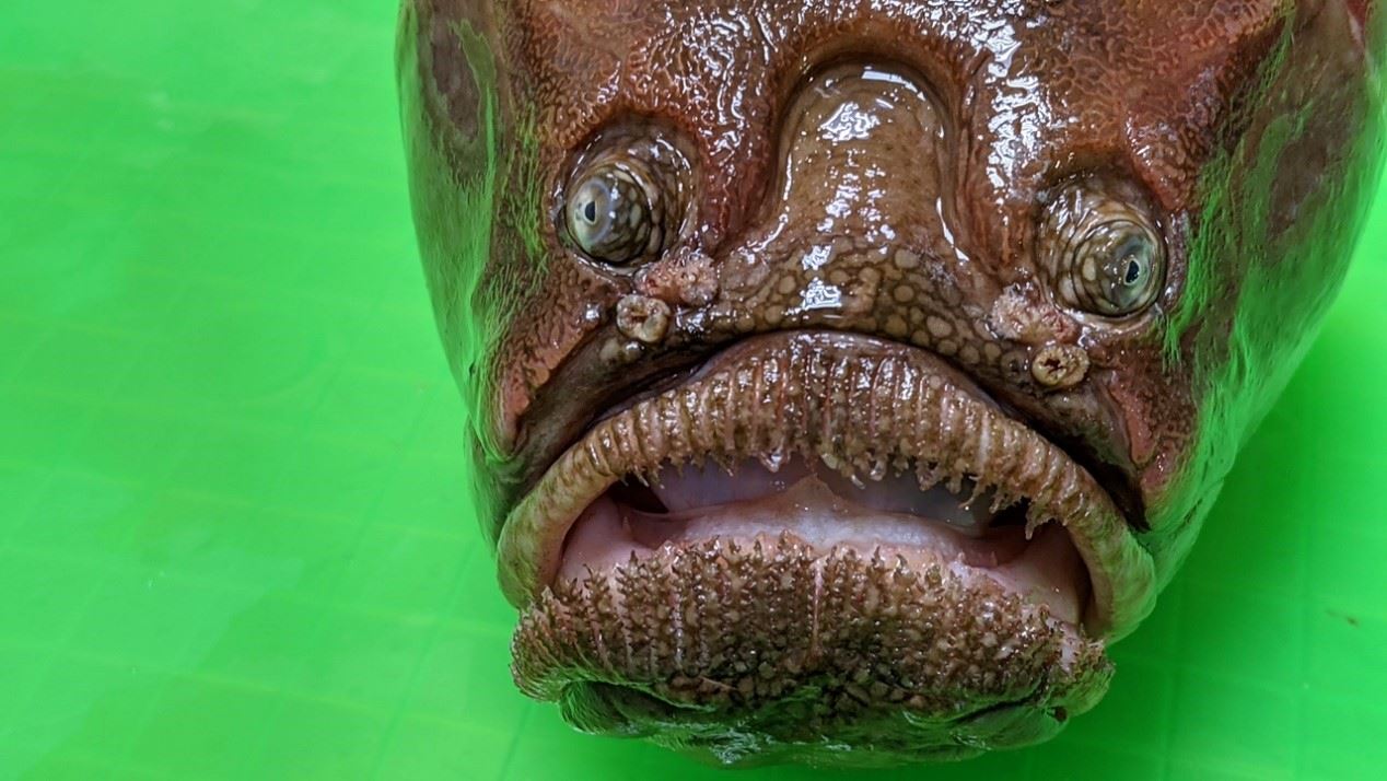 圖3、東方披肩?喜潛伏沙中,只要有獵物即一口吞入,堪稱為伏擊高手