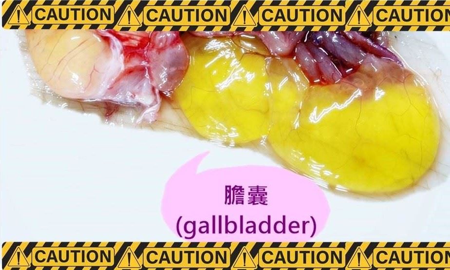 圖4、東方披肩?具有巨大膽囊,不小心弄破,惡臭會數日盈室不散