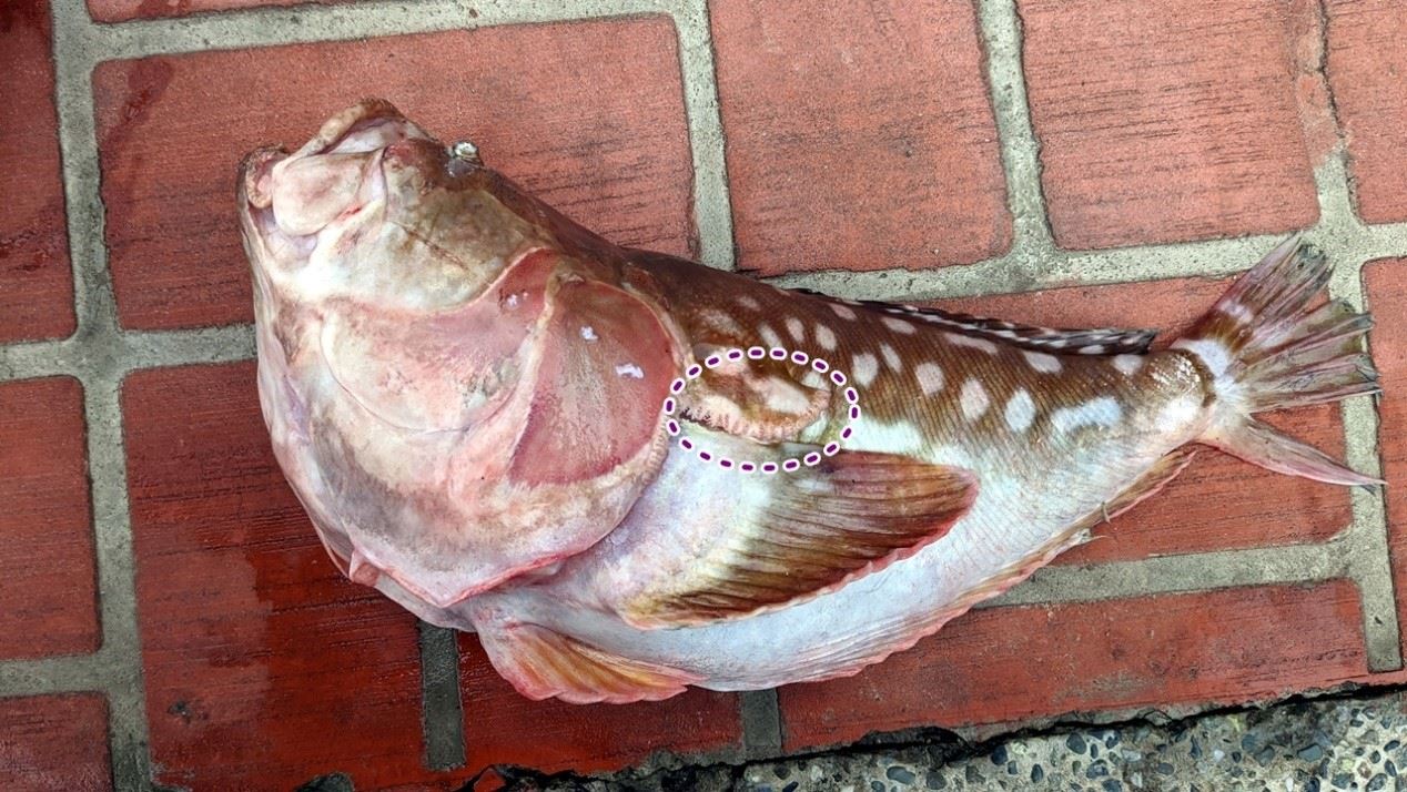 圖1、東方披肩?(紫色虛線為羽狀瓣)