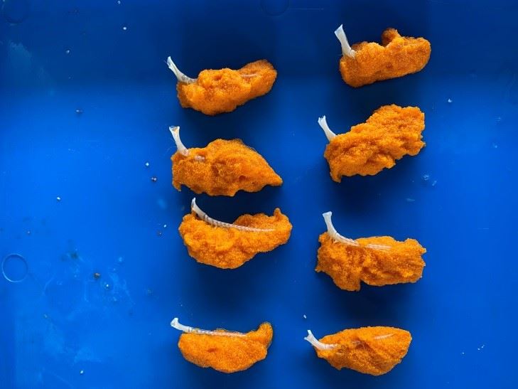 圖1、抱卵雌蟹會將受精卵黏附在腹節內附肢上