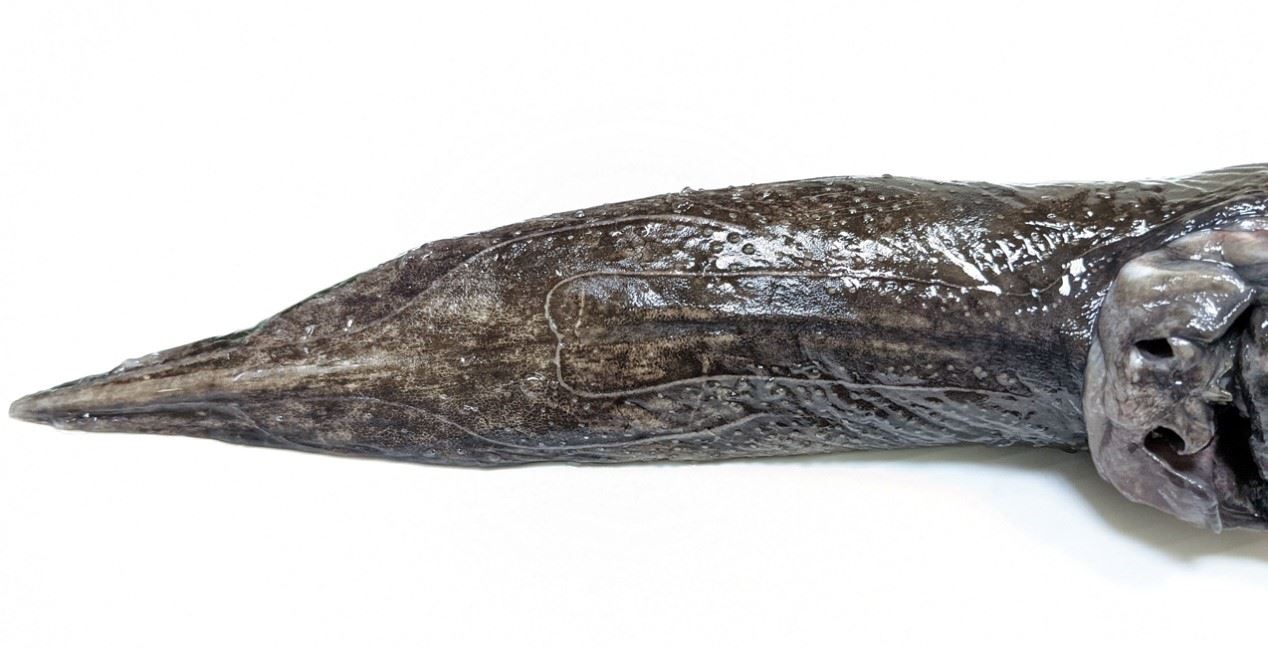 圖2、非洲長吻銀鮫吻部近照