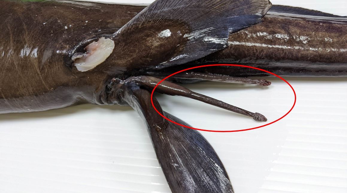 圖4、細棒狀之生殖交腳器