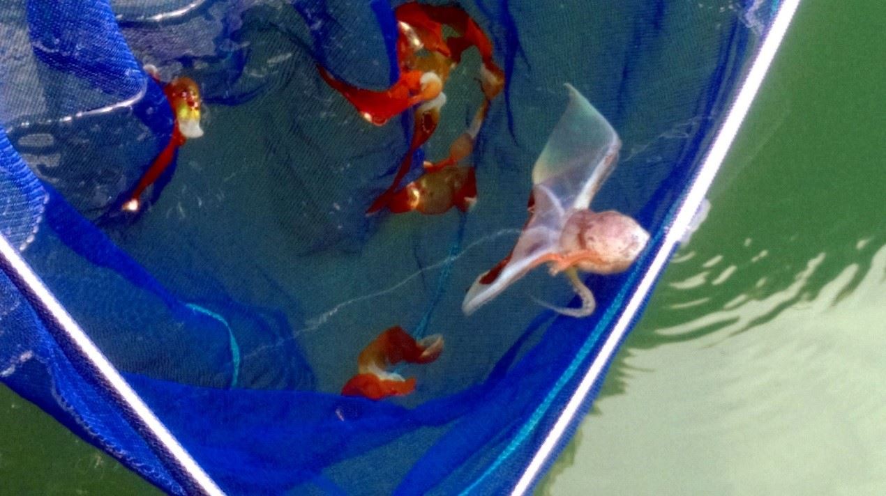 圖3、在網子裡的印太水孔蛸和迷惑獵食者的腕間膜