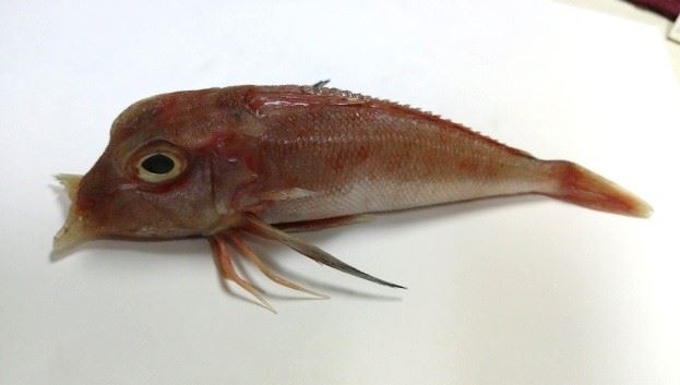 圖1、紅雙鎗角魚之特徵:背鰭兩側的棘盾板