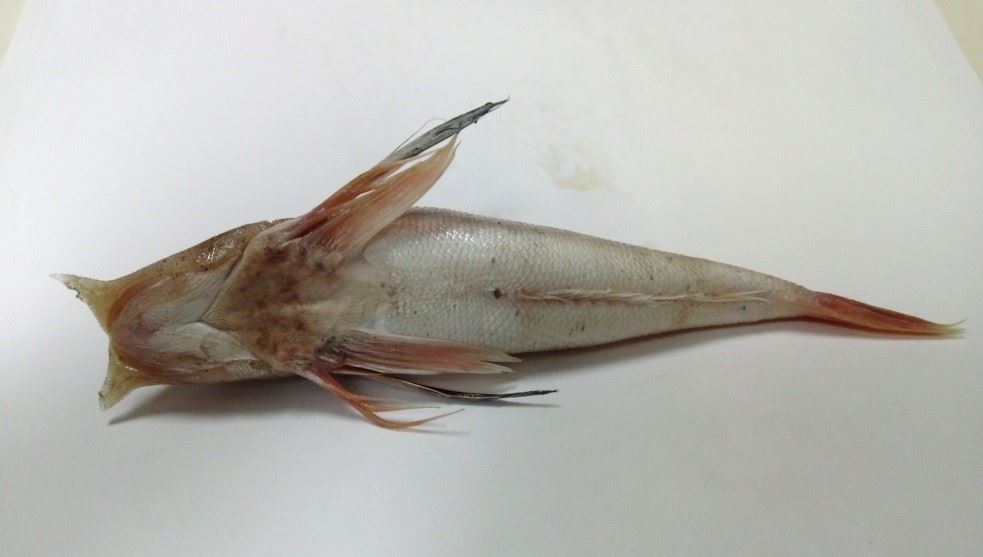 圖2、紅雙鎗角魚之胸鰭、腹鰭緊連