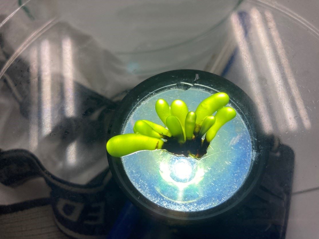 野外採集之香蕉菜外觀型態