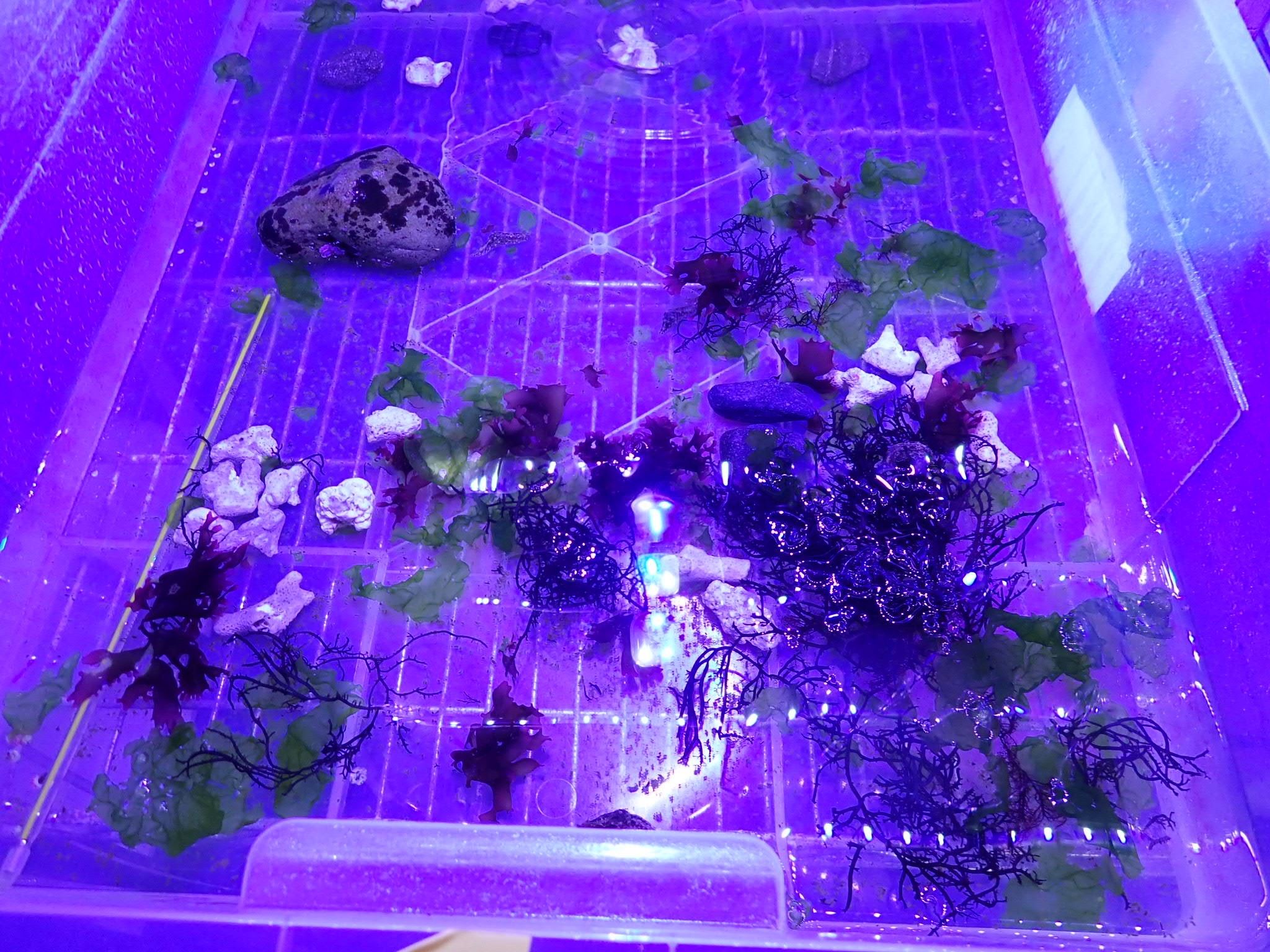 圖2、養殖槽布置海藻與石塊，模擬海兔的野生棲地