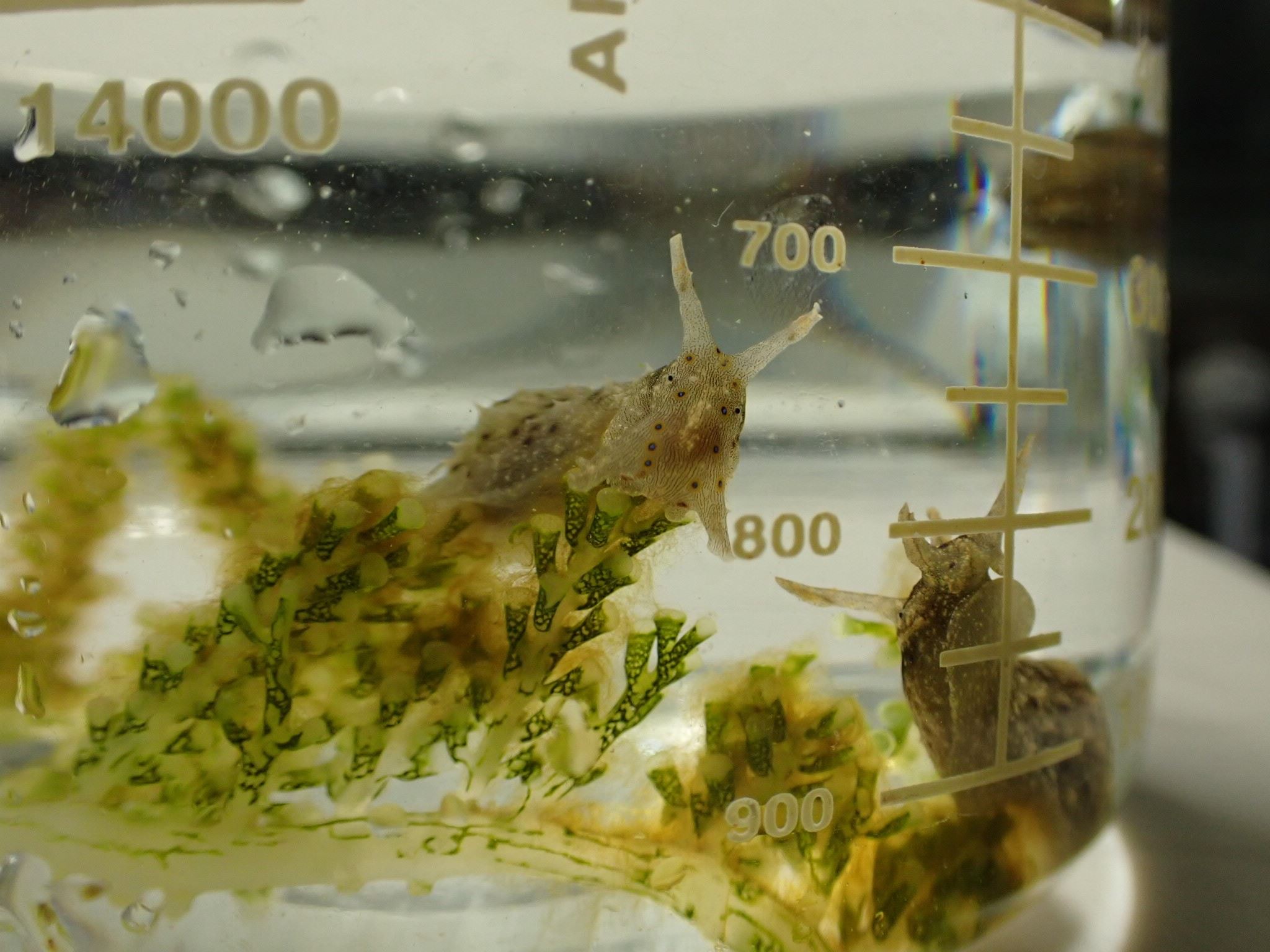 圖1、條紋柱唇海兔