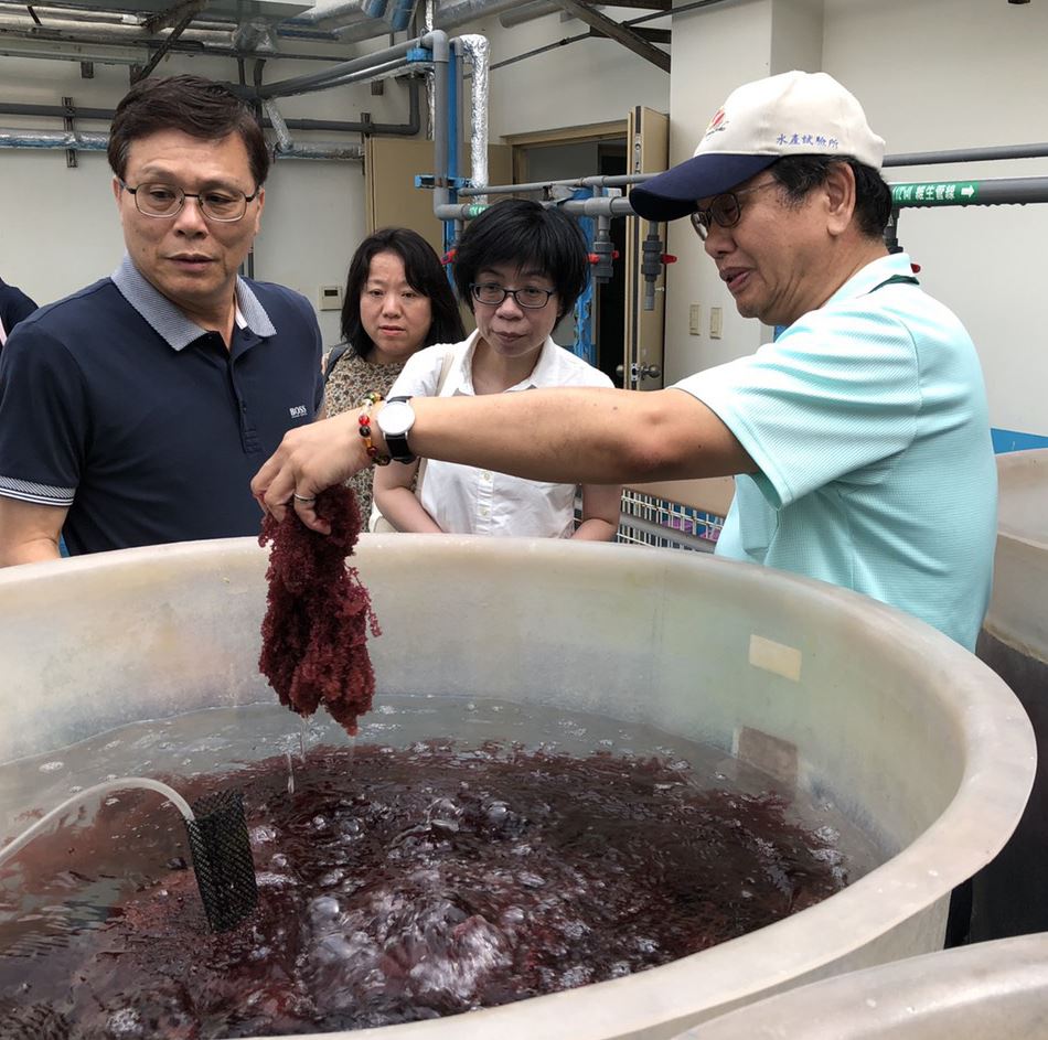 何主任介紹葡萄藻培養方式