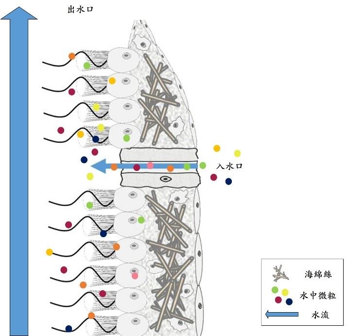 圖2、海綿內部示意圖