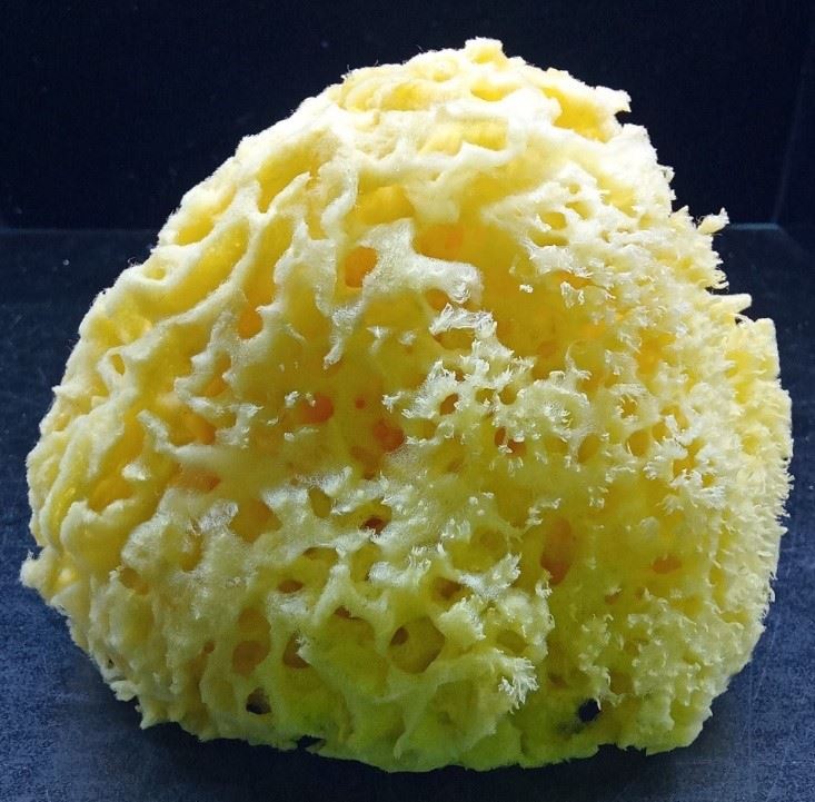 圖5、市售的海綿商品為因應商業美觀需求多半經過漂白