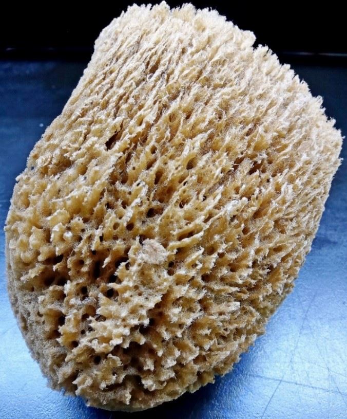 圖4、去除組織後剩下的海綿絲