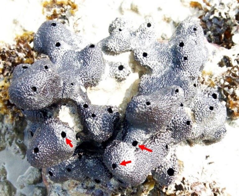 圖1、潮間帶的海綿 (紅色箭頭標示為出水口)