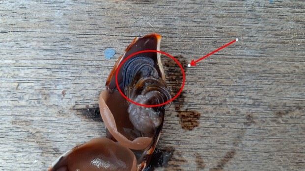 圖2、附肢演化的蔓足