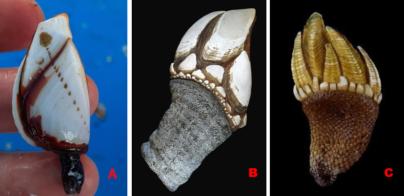 圖1、A鵝茗荷;B鵝頸藤壺;C龜爪