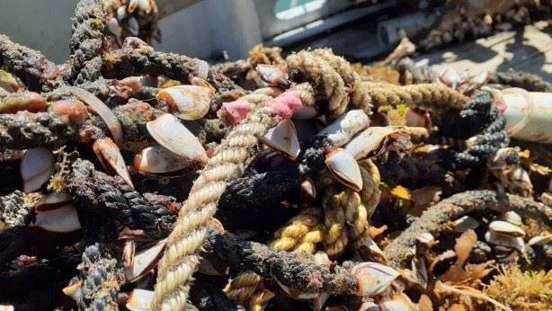 圖3、附著於網具的鵝茗荷