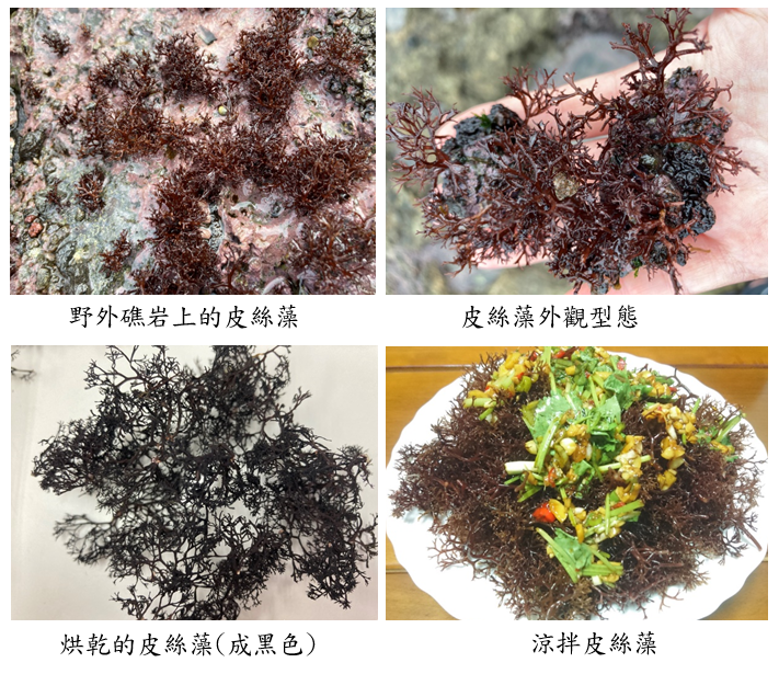 礁岩峭壁上的皮絲藻