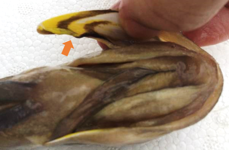 圖3、上顎骨內面有ㄍ字形紋路。