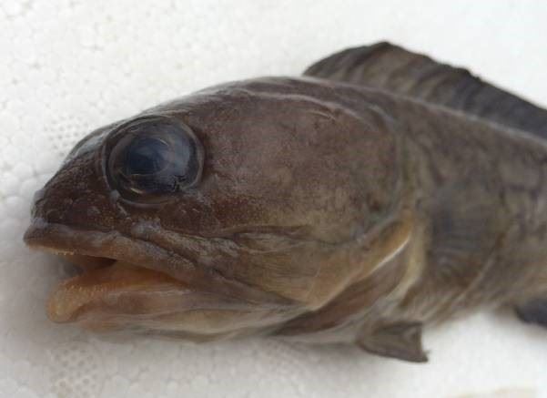 圖2、上下顎都具有細小而尖銳的牙齒