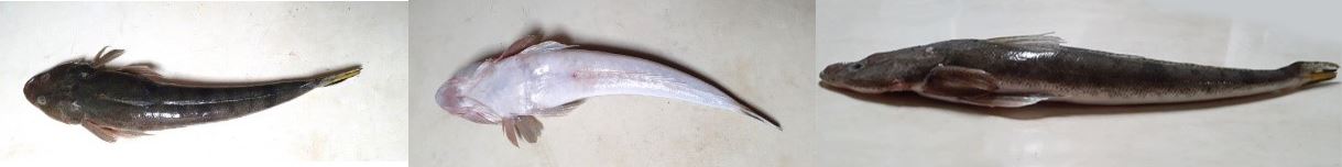 圖1、印度牛鬼魚(左起：背面、腹面與側面)