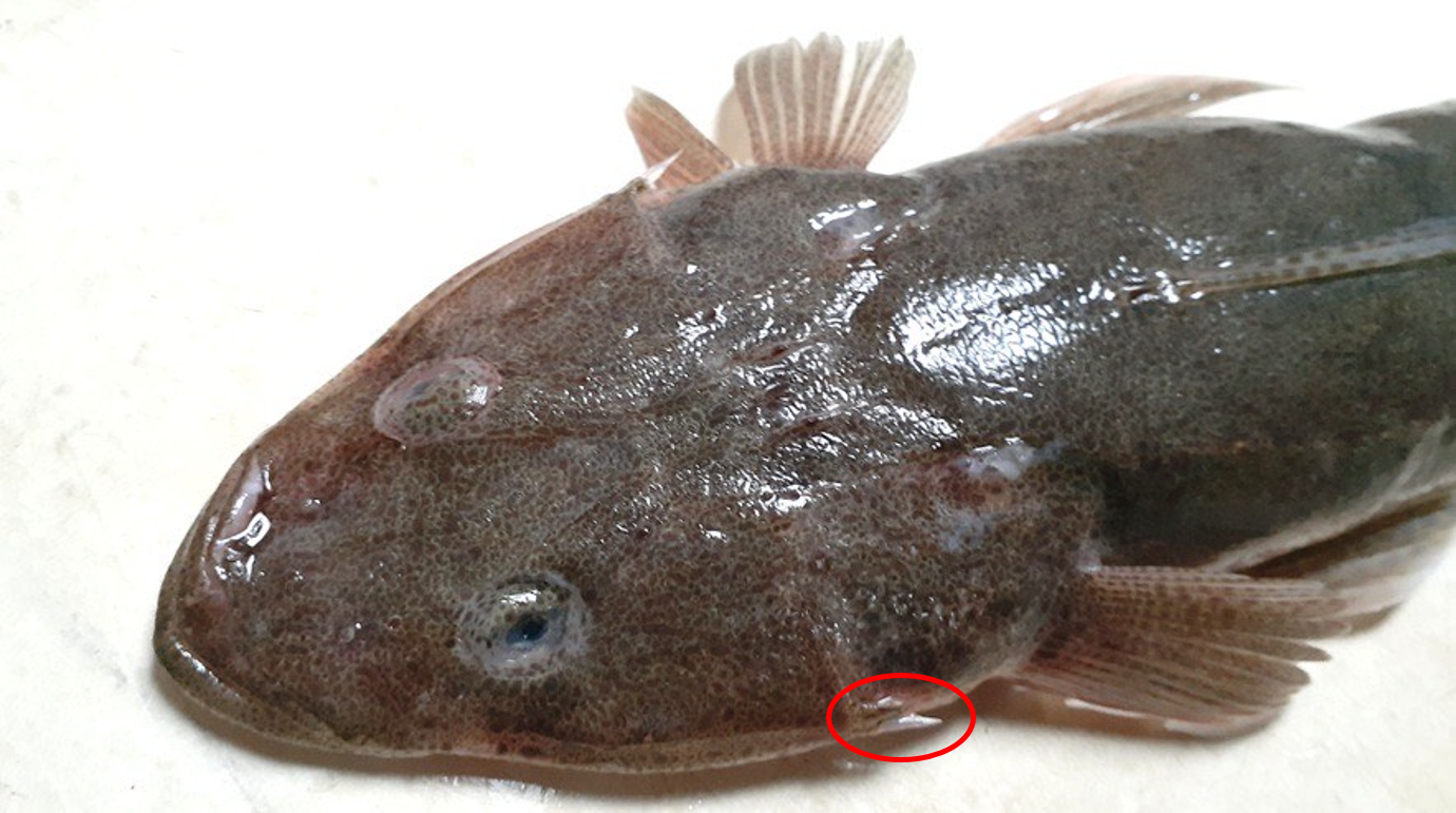 圖2、鰓蓋有一長一短的硬棘