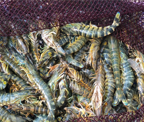 圖3、人工養殖的斑節蝦,因成長慢,體型較小