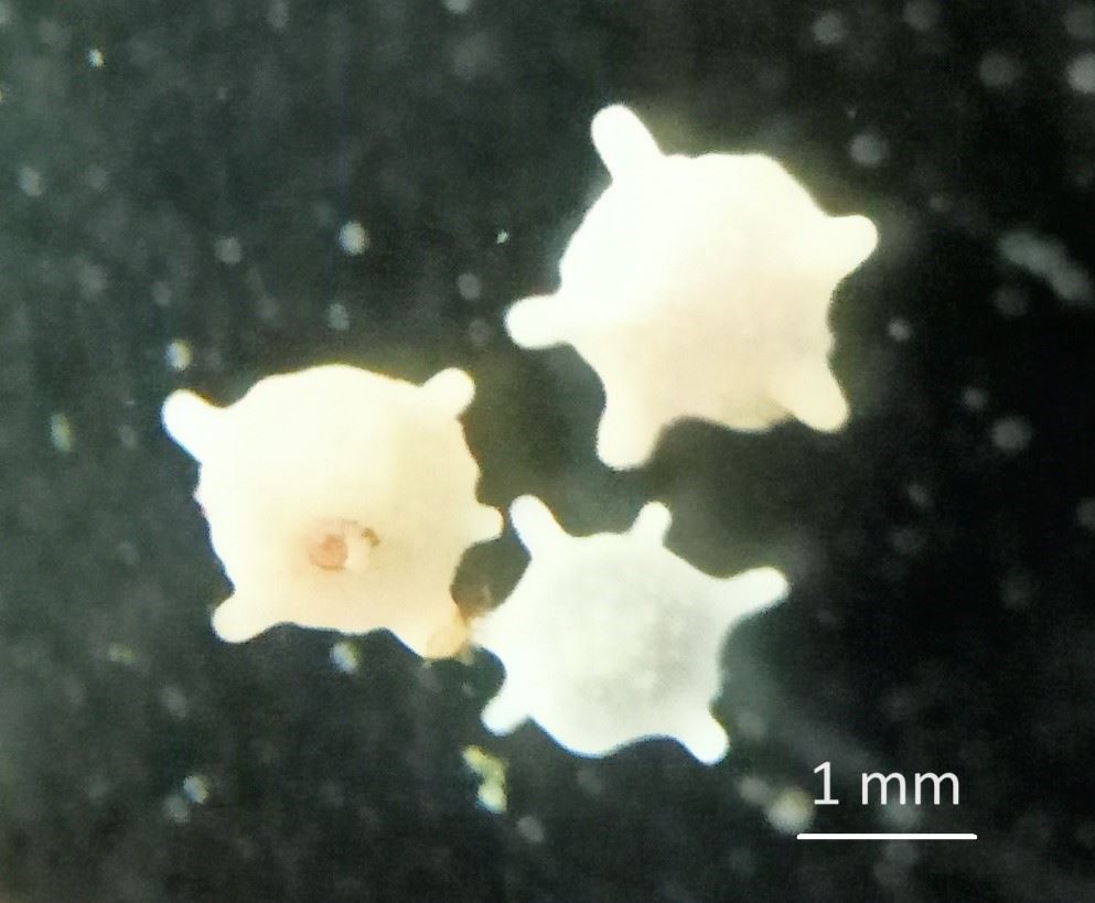 圖2、本次觀察到有孔蟲外觀的棘刺末端逐漸收尖,推測應為Calcarina gaudichaudii